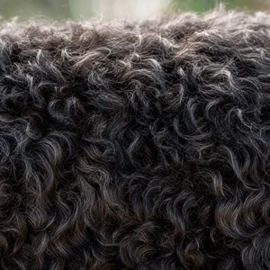 Portuguese Water Dog — coat texture