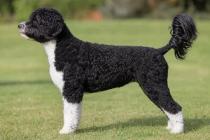 Portuguese Water Dog — Black and White coat