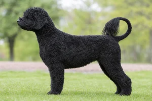 Portuguese Water Dog — Black coat