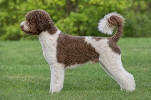 Portuguese Water Dog — Brown and White coat