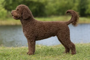 Portuguese Water Dog — Brown coat