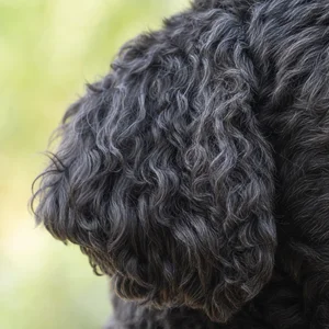 Portuguese Water Dog — ears