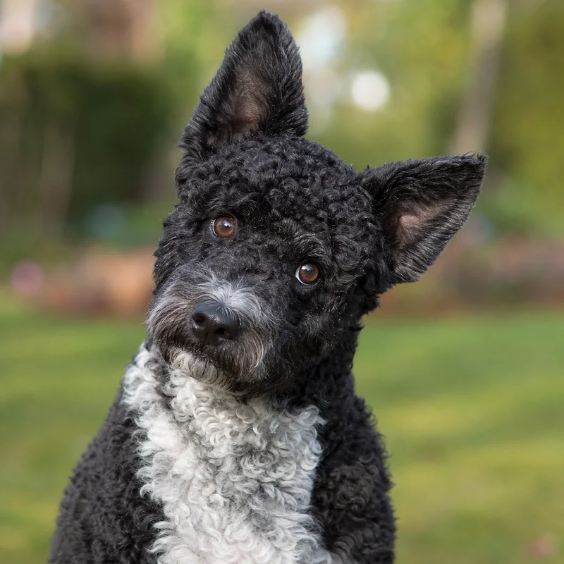 Portuguese Water Dog — alert