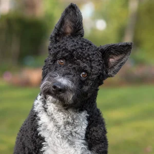 Portuguese Water Dog — alert