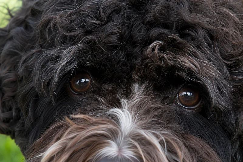 Portuguese Water Dog — eyes