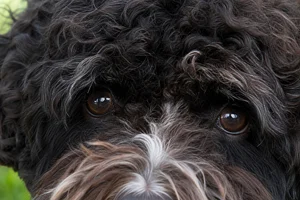 Portuguese Water Dog — eyes