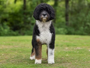 Portuguese Water Dog breed photo