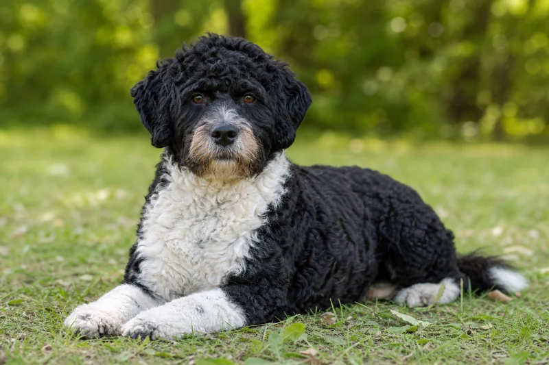 Portuguese Water Dog — lying down