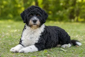 Portuguese Water Dog — lying down