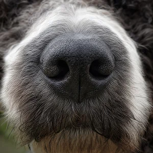 Portuguese Water Dog — nose
