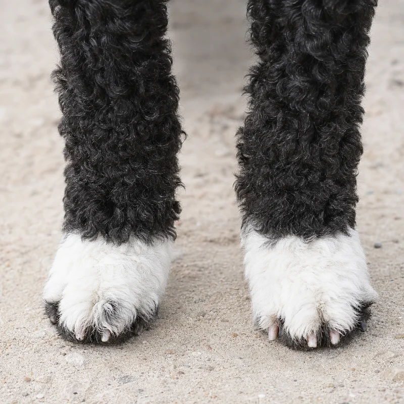 Portuguese Water Dog — paws