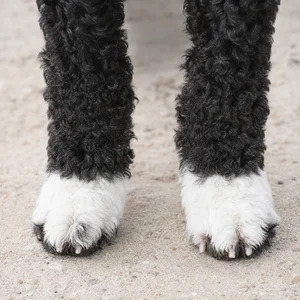 Portuguese Water Dog — paws