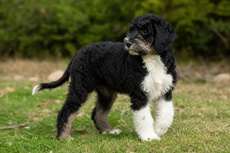 Portuguese Water Dog — puppy (~4 mo)