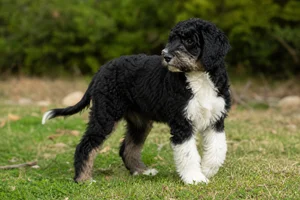 Portuguese Water Dog — puppy (~4 mo)