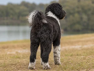 Portuguese Water Dog — rear