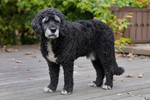 Portuguese Water Dog — senior