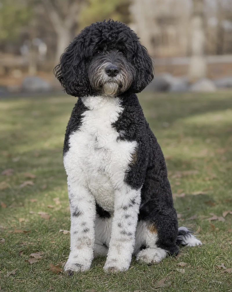 Portuguese Water Dog — sitting