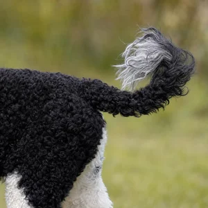 Portuguese Water Dog — tail