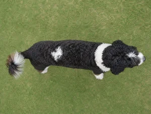 Portuguese Water Dog — top