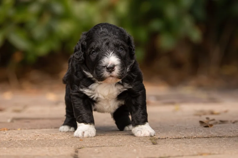 Portuguese Water Dog — young puppy (~1 mo)