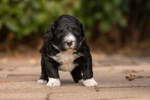 Portuguese Water Dog — young puppy (~1 mo)