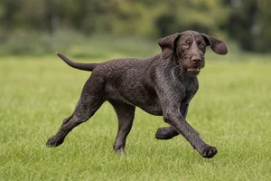 Pudelpointer — running