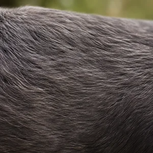 Pudelpointer — coat texture