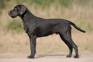 Pudelpointer — Black coat
