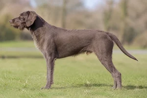 Pudelpointer — Liver coat