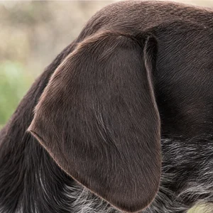 Pudelpointer — ears