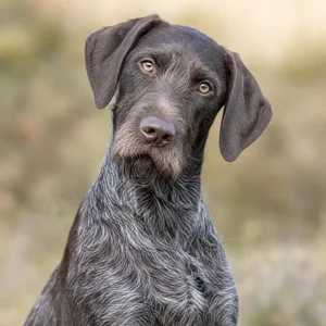 Pudelpointer — alert