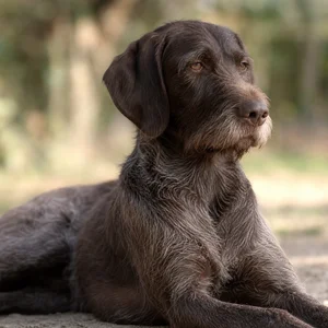 Pudelpointer — relaxed