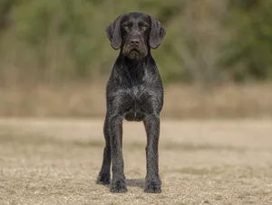 Pudelpointer — front
