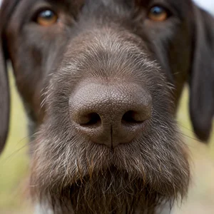 Pudelpointer — nose