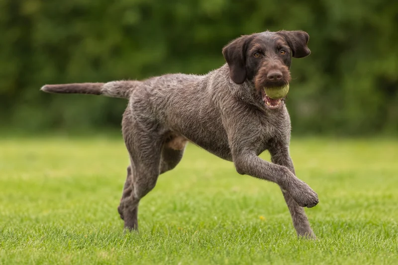 Pudelpointer — playing