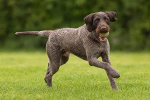 Pudelpointer — playing
