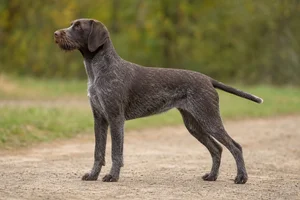 Pudelpointer dog