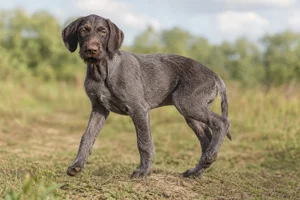 Pudelpointer — puppy (~4 mo)
