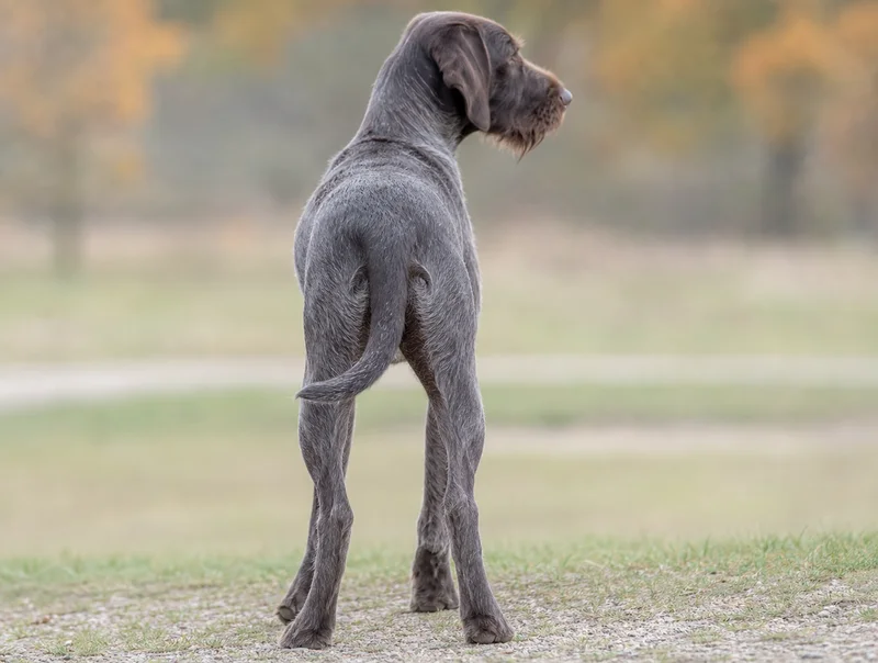 Pudelpointer — rear