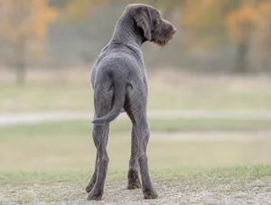 Pudelpointer — rear