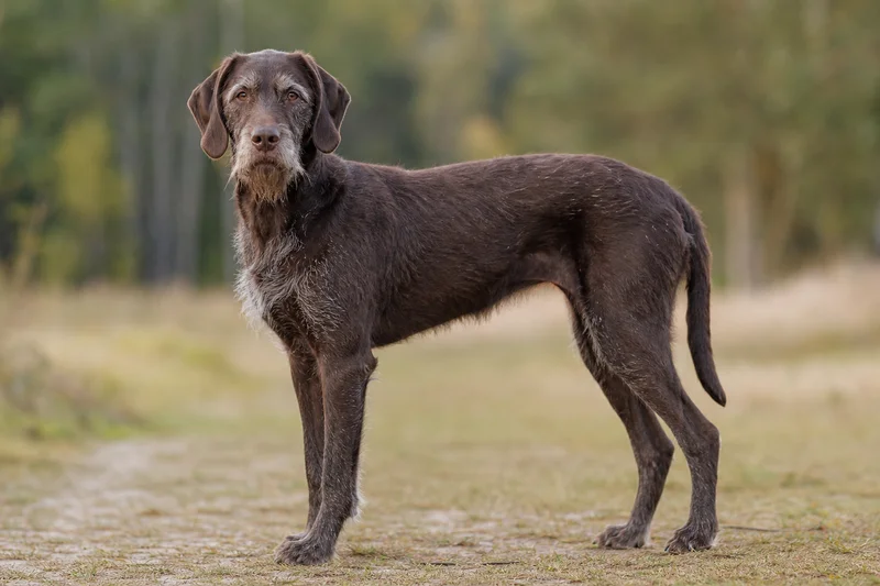 Pudelpointer — senior