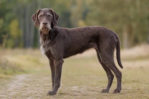 Pudelpointer — senior