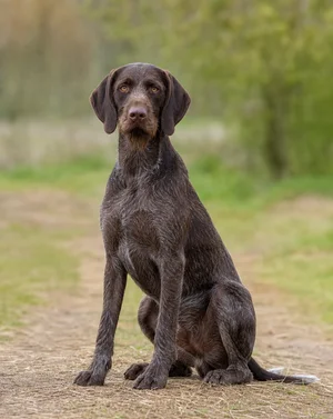 Pudelpointer — sitting