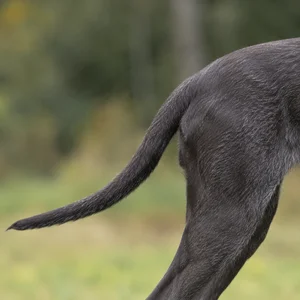 Pudelpointer — tail