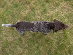 Pudelpointer — top