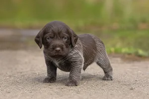 Pudelpointer — young puppy (~1 mo)