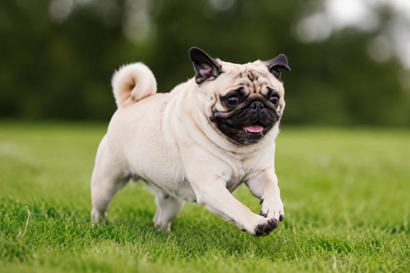 Pug — running