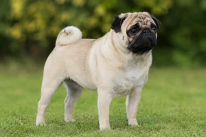 Pug — adult