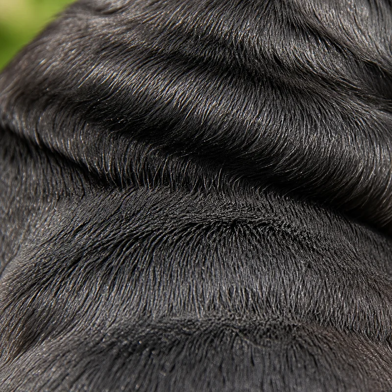 Pug — coat texture