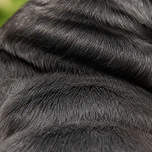 Pug — coat texture